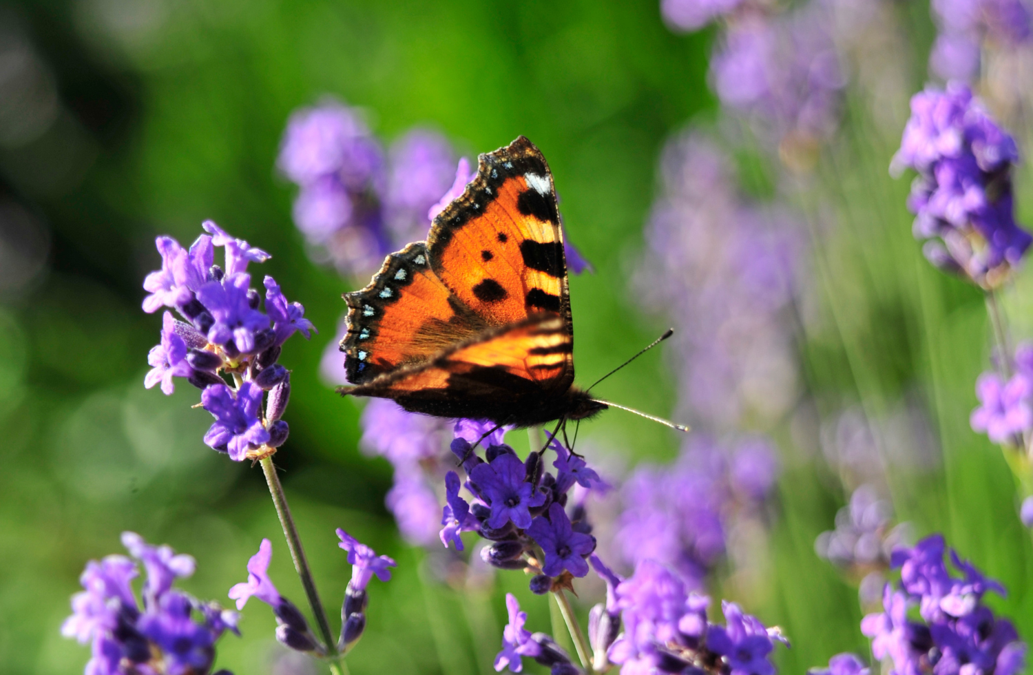  Insectes, nos frères !